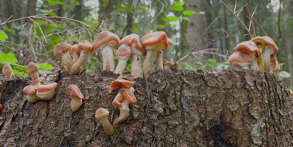 Questo � interessante....(e ne faccio un quiz)